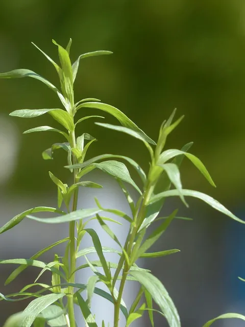 emdr kaiser permanente