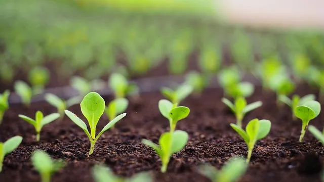grow therapy kaiser