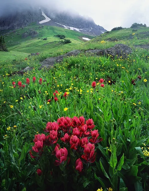 kaiser behavioral health colorado