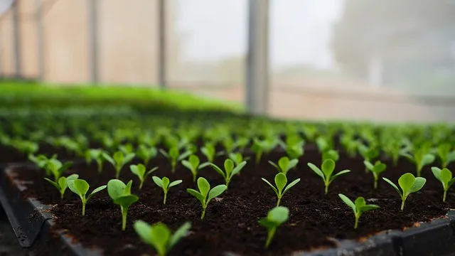 kaiser grow therapy