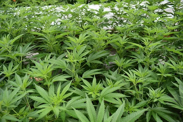 kaiser grow therapy