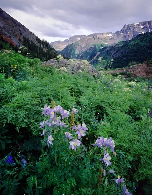 kaiser therapist colorado
