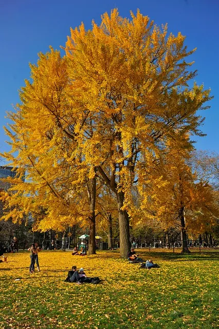 Central Park Kaiser Counselor
