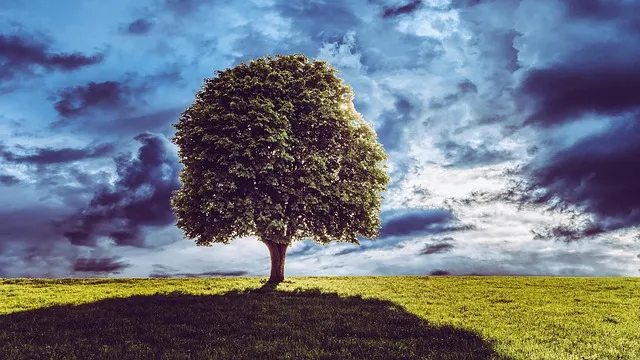 Lone Tree Kaiser Counselor