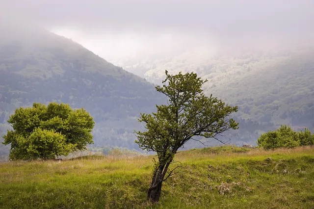 lone-tree-kaiser-counselor-640x480-20203531.jpeg