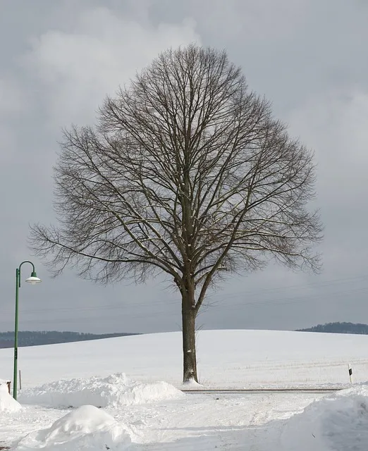 lone-tree-kaiser-counselor-640x480-2700920.jpeg