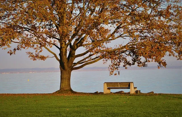 Lone Tree Kaiser Counselor