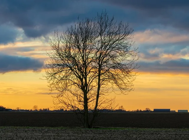 lone-tree-kaiser-counselor-640x480-86206536.jpeg