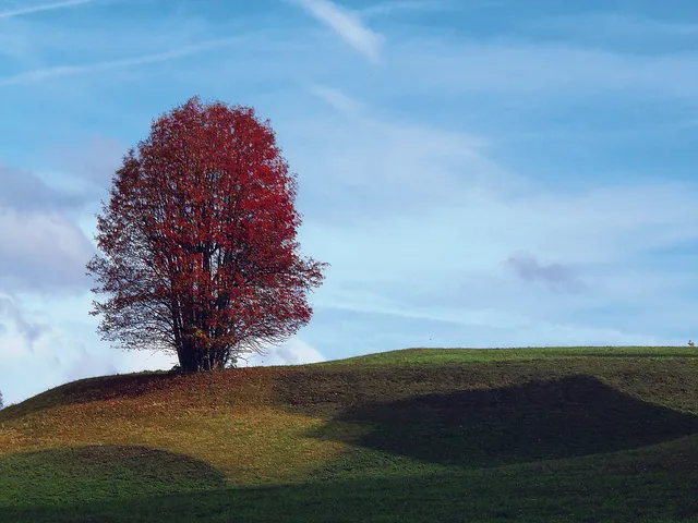 Lone Tree Kaiser Counselor