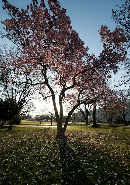 Washington Park Kaiser Counselor