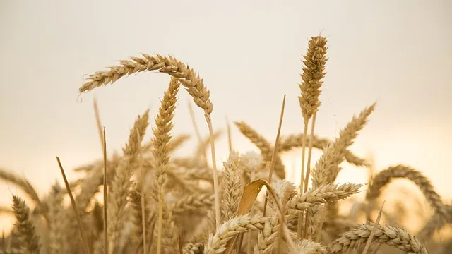 Wheat Ridge Kaiser Counselor