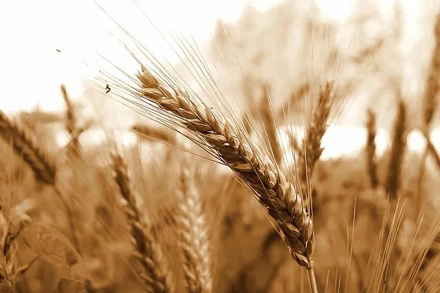 Wheat Ridge Kaiser Counselor