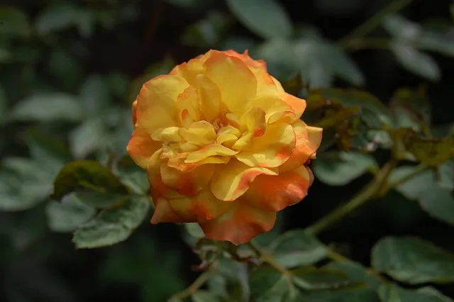 best orthodontist mcallen tx